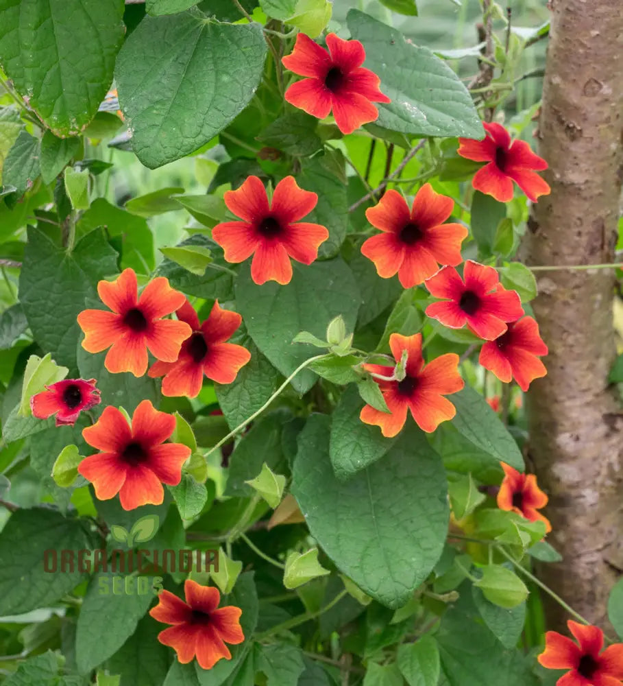 Red Thunbergia Alata Flower Seeds - Vibrant Blooms For Cascading Garden Splendor Climbers