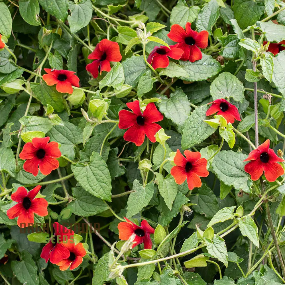 Red Thunbergia Alata Flower Seeds - Vibrant Blooms For Cascading Garden Splendor Climbers