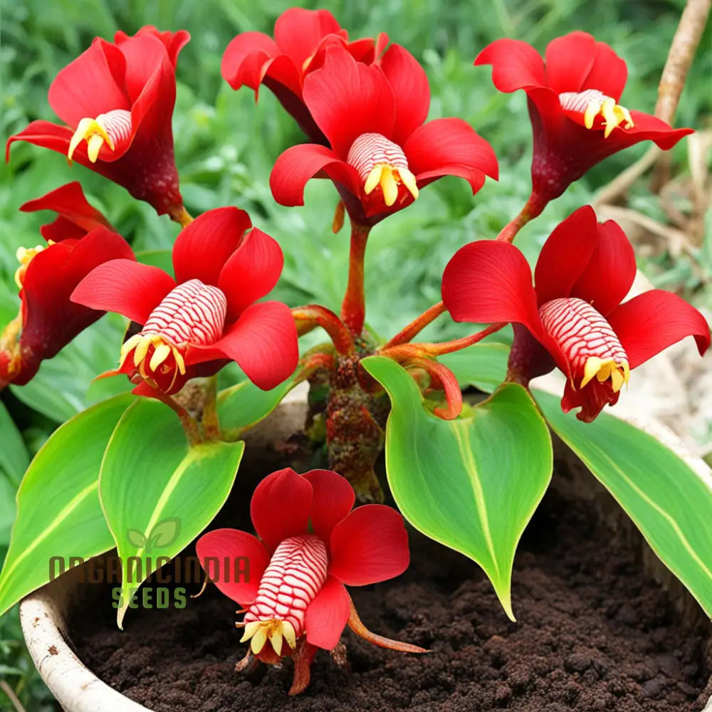 Red Tigridia Pavonia Flower Seeds Exotic Garden Blooms With Easy-To-Grow For Planting Annuals