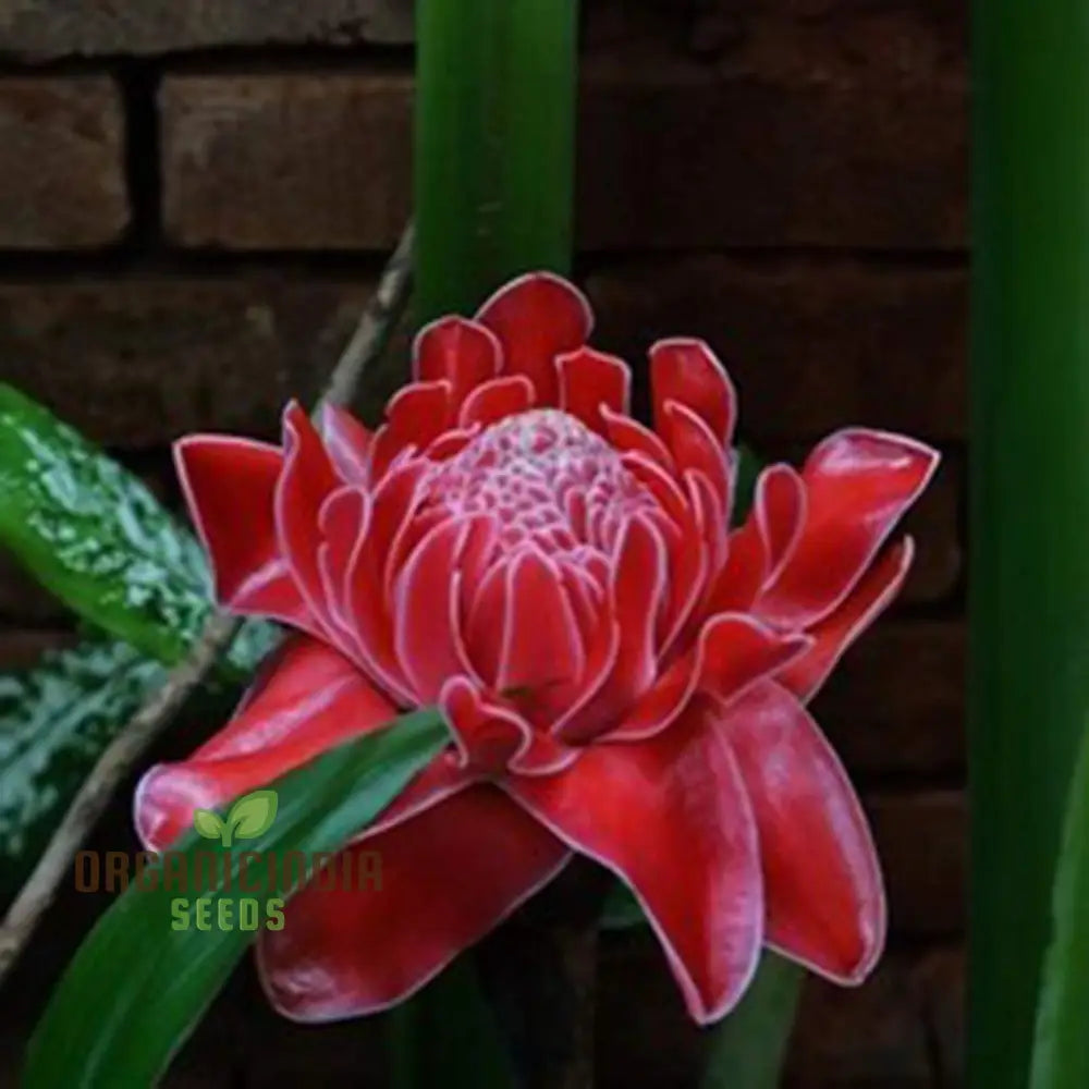 Red Torch Ginger Flower Seeds - 50 Pack For Sowing In Home Garden | All Season Plant Gardening