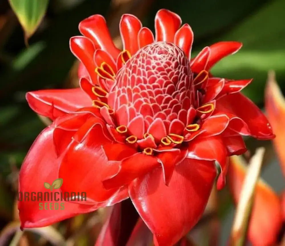 Red Torch Ginger Flower Seeds - 50 Pack For Sowing In Home Garden | All Season Plant Gardening