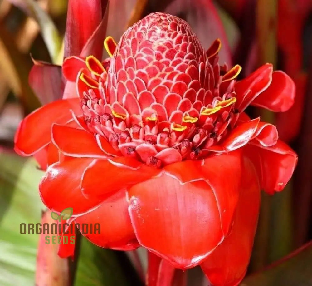 Red Torch Ginger Flower Seeds - 50 Pack For Sowing In Home Garden | All Season Plant Gardening