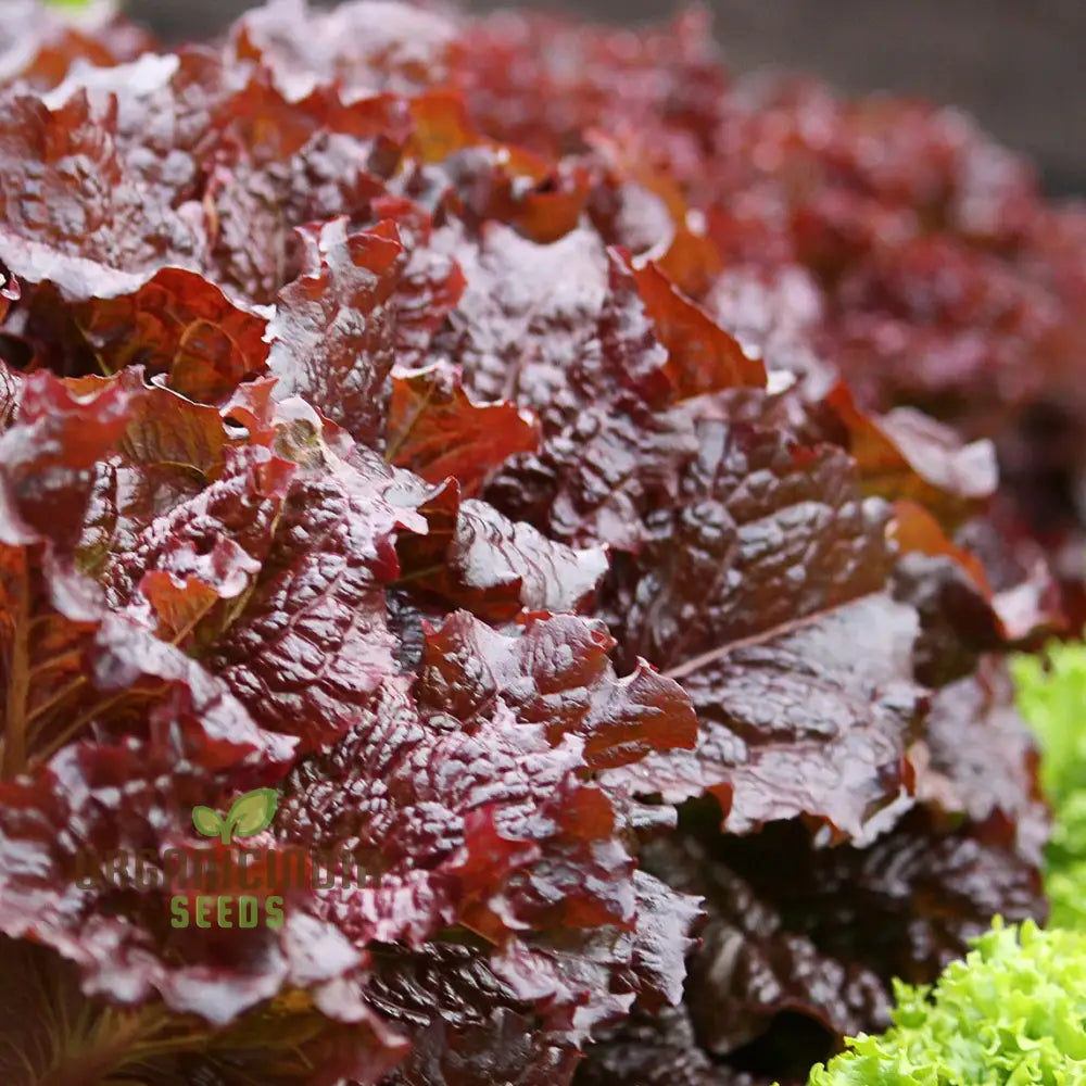 Red Velvet Lettuce Seeds - Grow Your Own Vibrant Garden Delight!