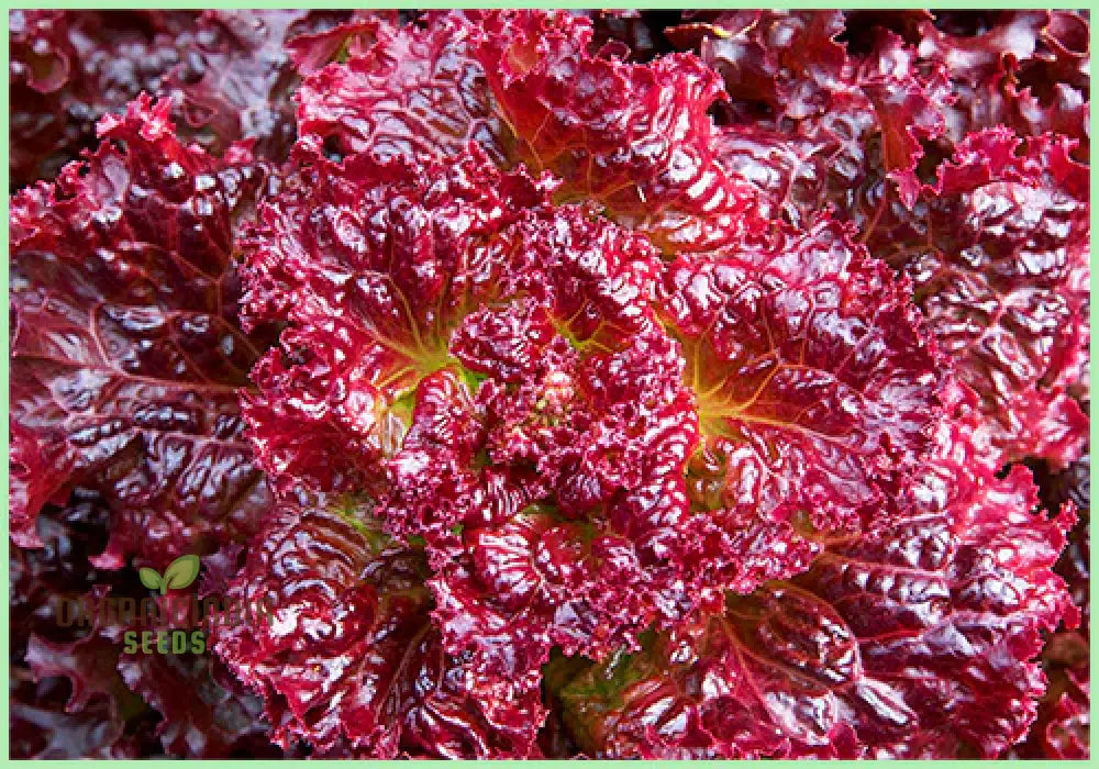 Red Velvet Lettuce Seeds - Grow Your Own Vibrant Garden Delight!