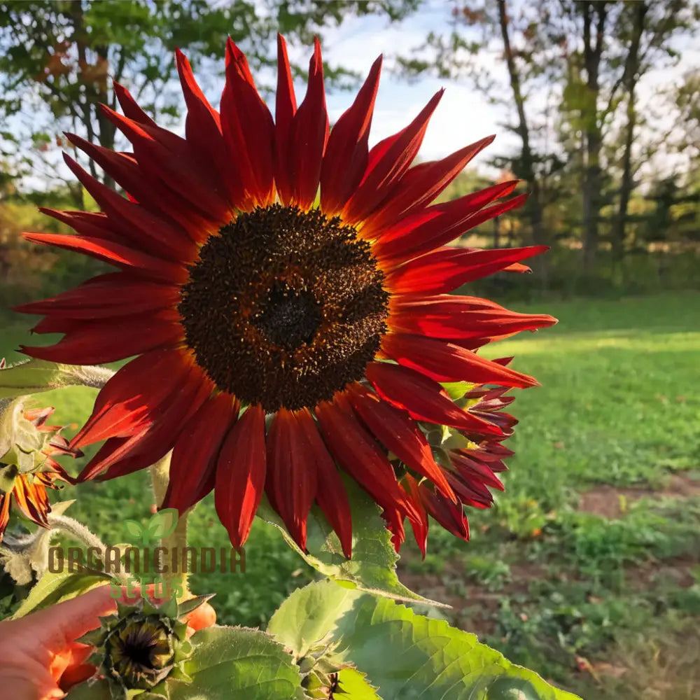 Red Velvet Queen Sunflower Seeds - Majestic Blooms For Bold And Brilliant Garden Displays Flower