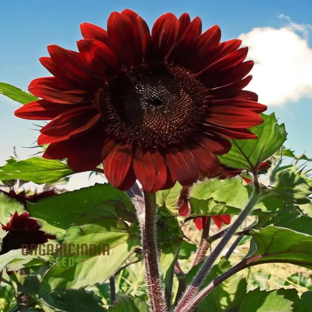 Red Velvet Queen Sunflower Seeds - Majestic Blooms For Bold And Brilliant Garden Displays Flower