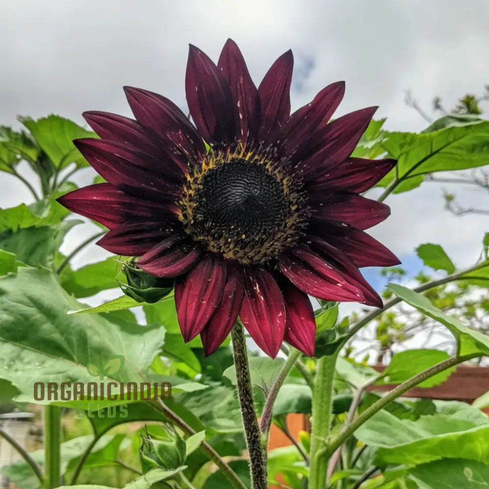 Red Velvet Queen Sunflower Seeds - Majestic Blooms For Bold And Brilliant Garden Displays Flower