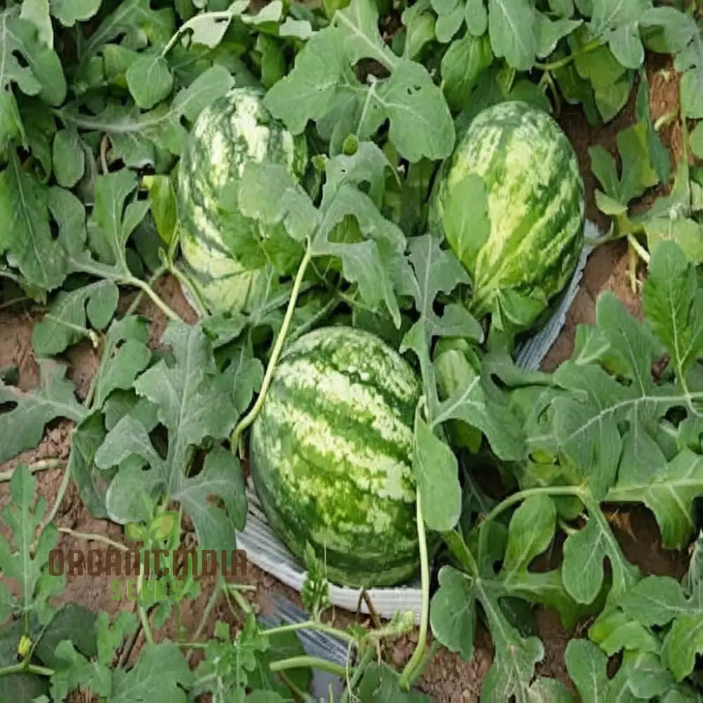 Red Watermelon Fruit Seeds For Planting Cultivate Your Garden With Juicy And Fresh