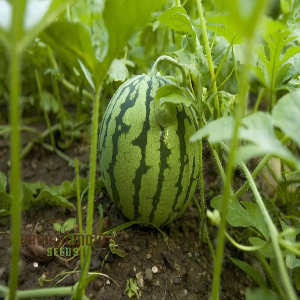 Red Watermelon Fruit Seeds For Planting Cultivate Your Garden With Juicy And Fresh