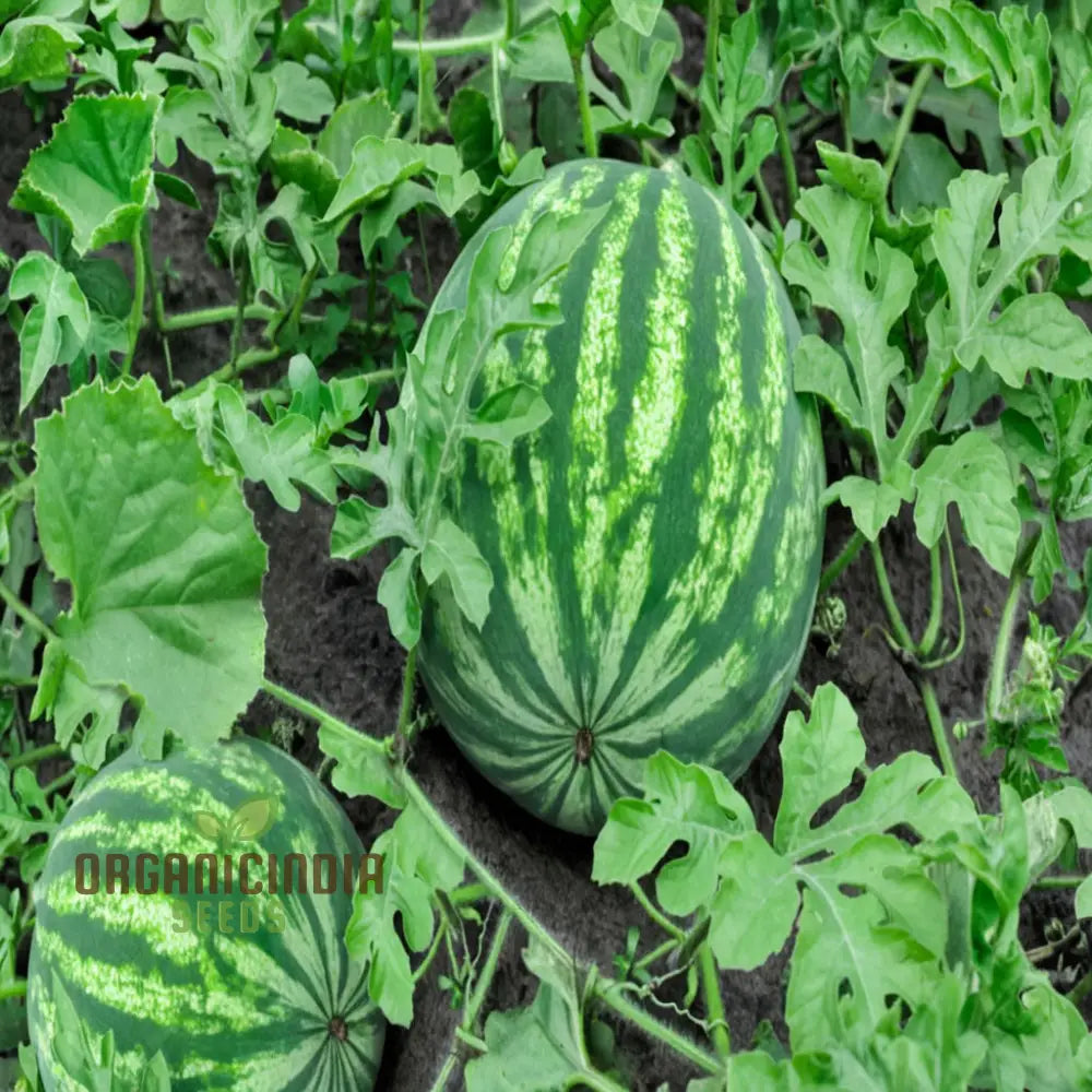 Red Watermelon Fruit Seeds For Planting Cultivate Your Garden With Juicy And Fresh