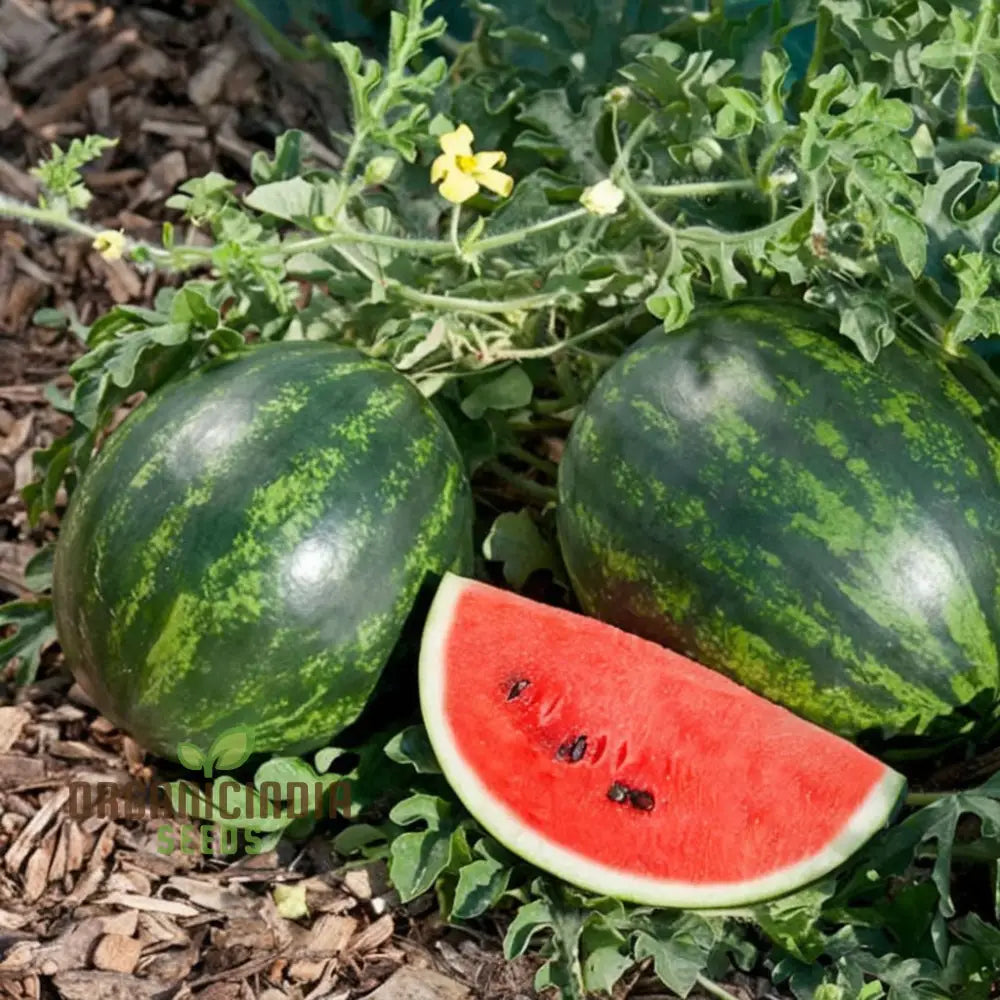 Red Watermelon Fruit Seeds For Planting Cultivate Your Garden With Juicy And Fresh