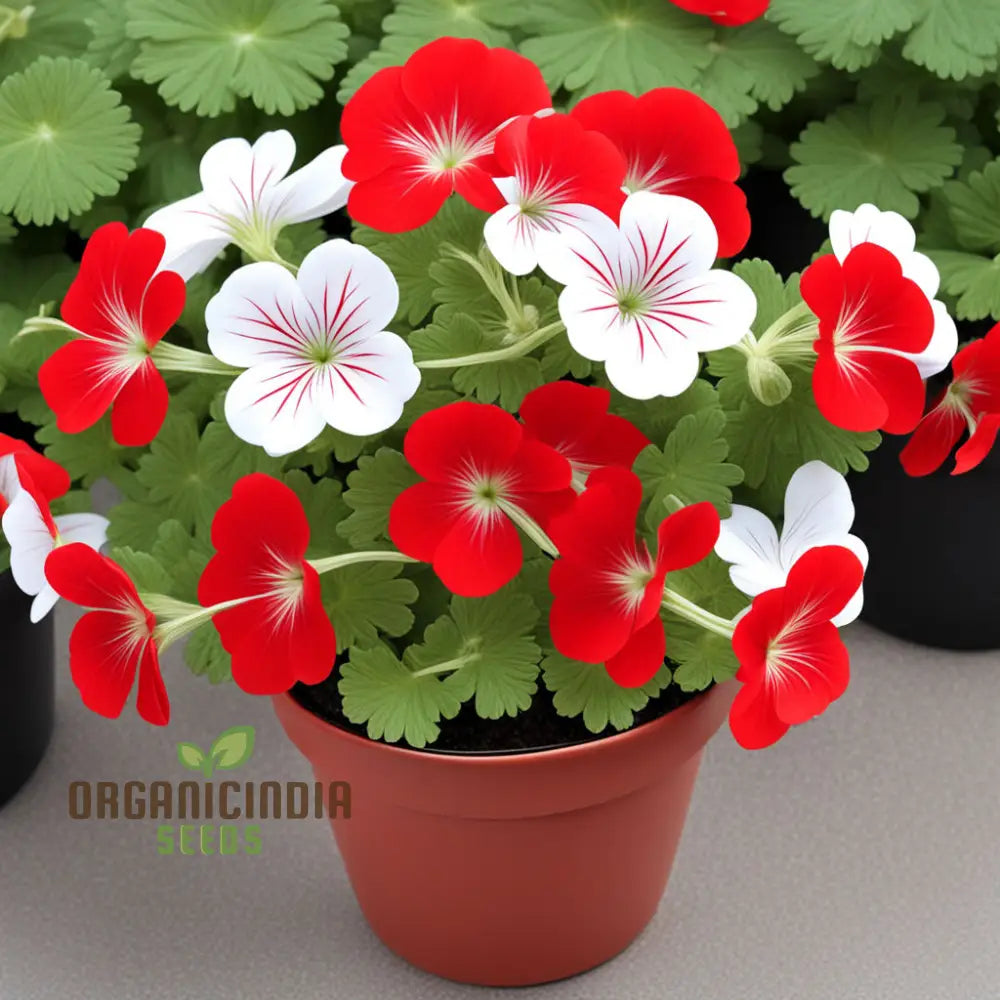 Red White Geranium Flower Seeds Classic Garden Blooms Easy-To-Grow Perennials