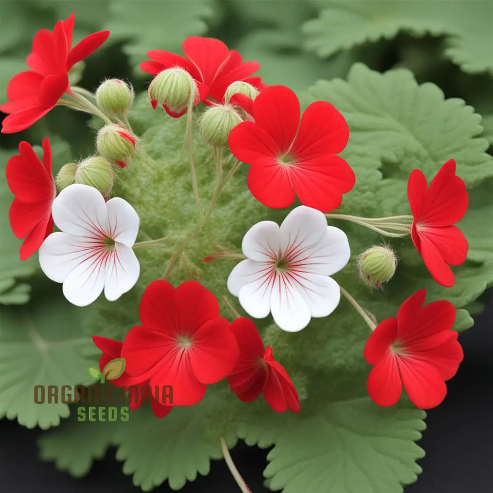 Red White Geranium Flower Seeds Classic Garden Blooms Easy-To-Grow Perennials