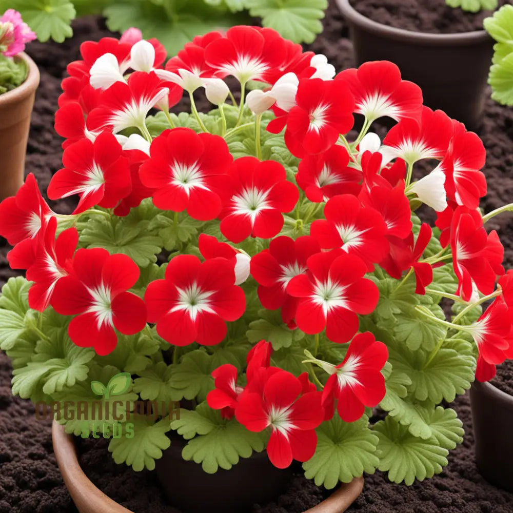 Red White Geranium Flower Seeds Classic Garden Blooms Easy-To-Grow Perennials