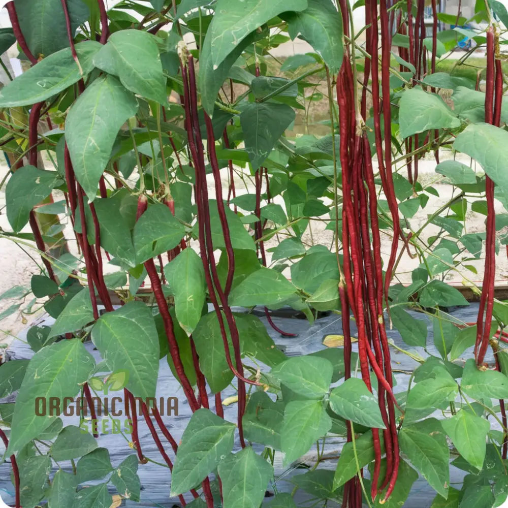 Red Yard Long Bean Seeds - Grow Crisp And Flavorful Beans For Your Garden