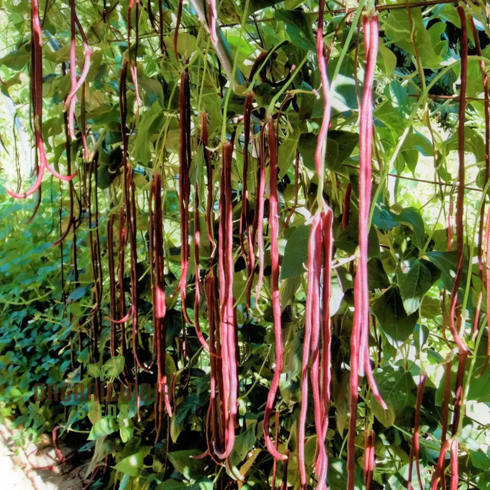 Red Yard Long Bean Seeds - Grow Crisp And Flavorful Beans For Your Garden