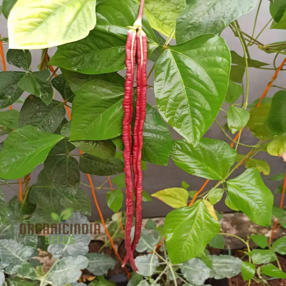 Red Yard Long Bean Seeds - Grow Crisp And Flavorful Beans For Your Garden