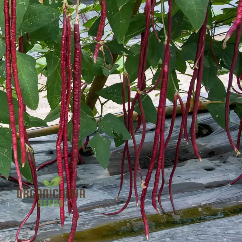 Red Yard Long Bean Seeds - Grow Crisp And Flavorful Beans For Your Garden