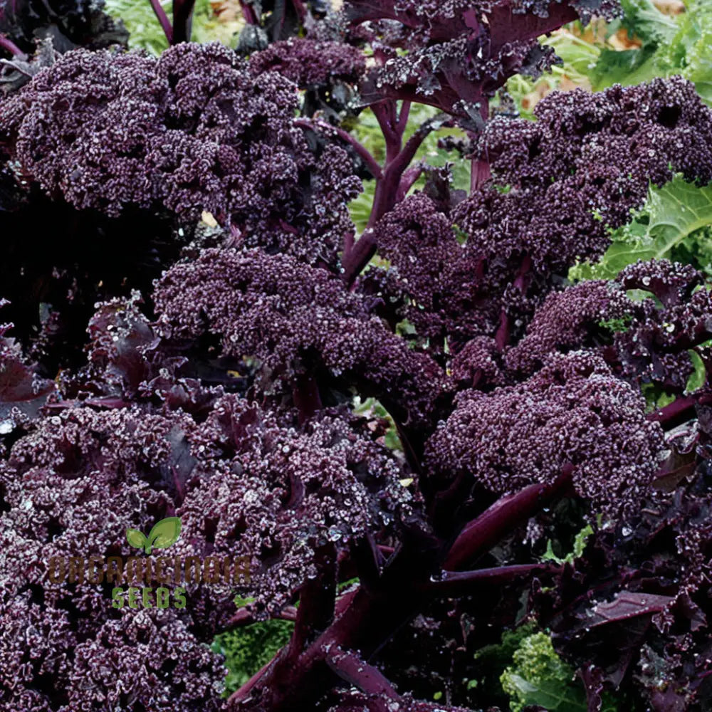 Redbor Kale Seeds - Grow Nutritious And Vibrant Red In Your Garden