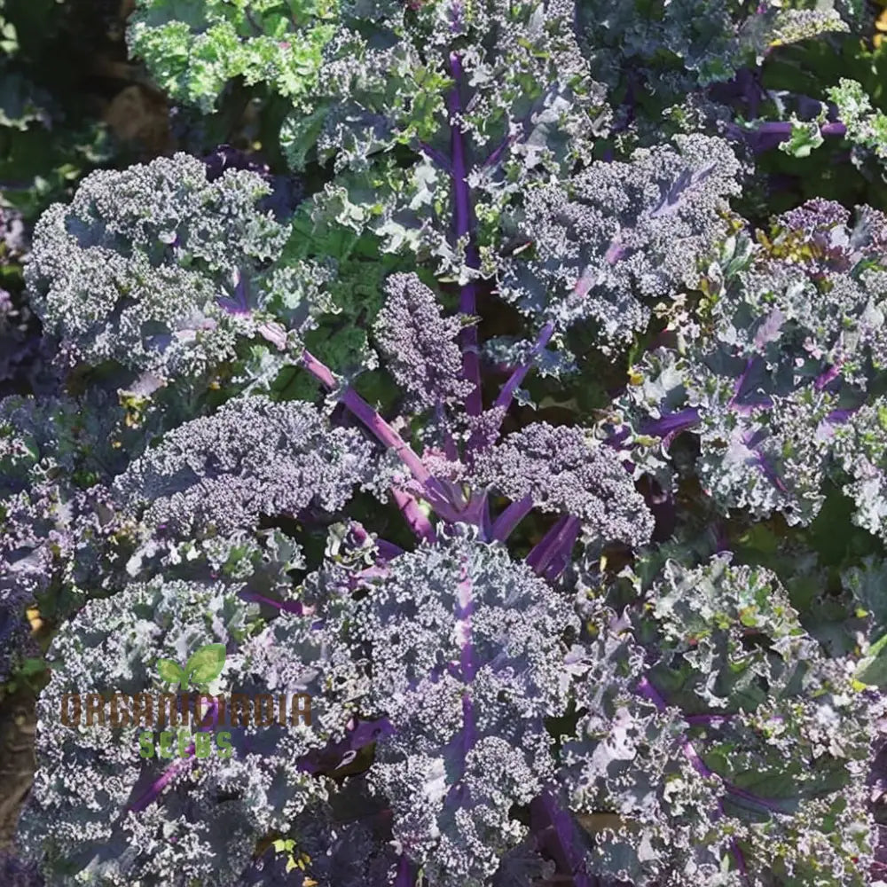 Redbor Kale Seeds - Grow Nutritious And Vibrant Red In Your Garden