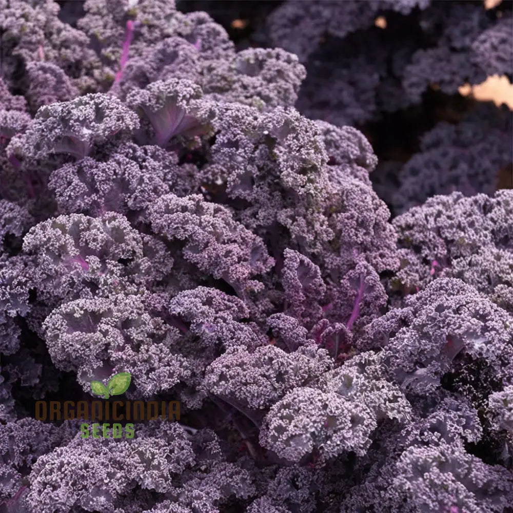 Redbor Kale Seeds - Grow Nutritious And Vibrant Red In Your Garden