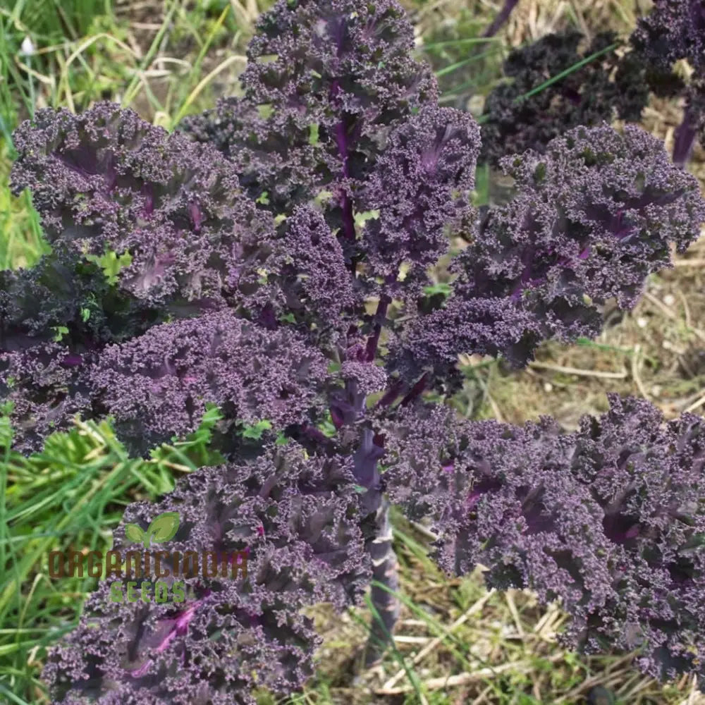 Redbor Kale Seeds - Grow Nutritious And Vibrant Red In Your Garden