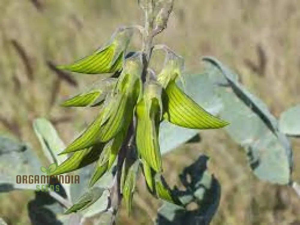 Regal Birdflower Seeds - Gardening Wildflower For Stunning Blooms And Pollinator Attraction