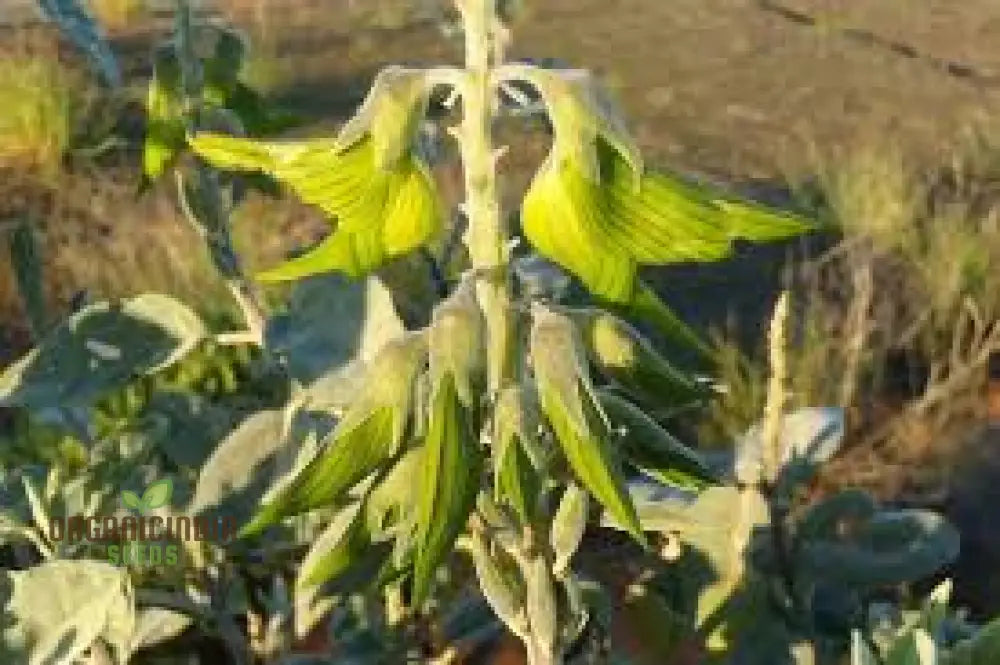 Regal Birdflower Seeds - Gardening Wildflower For Stunning Blooms And Pollinator Attraction