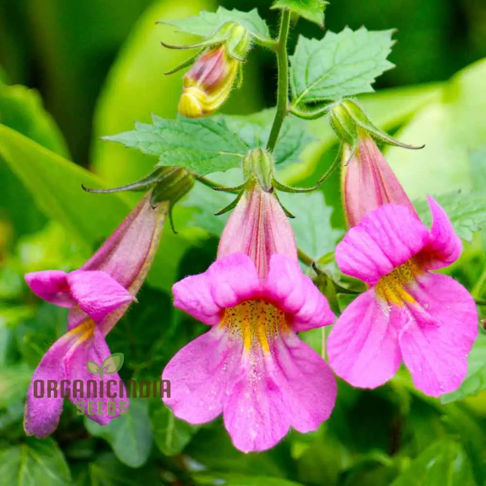 Rehmannia Elata Flower Seeds For Planting Cultivating Elegant And Hardy Blooms For Your Garden