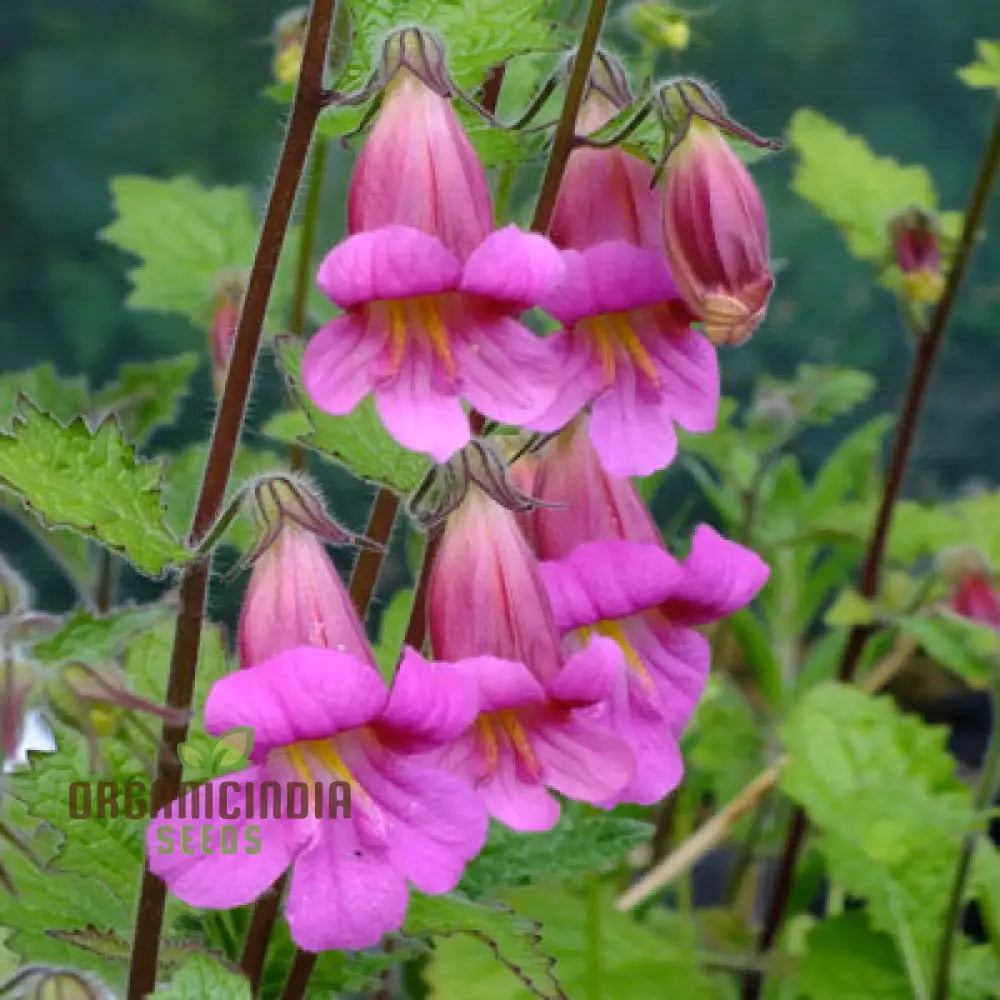 Rehmannia Elata Flower Seeds For Planting Cultivating Elegant And Hardy Blooms For Your Garden