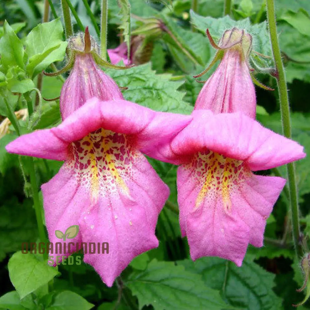 Rehmannia Elata Flower Seeds For Planting Cultivating Elegant And Hardy Blooms For Your Garden