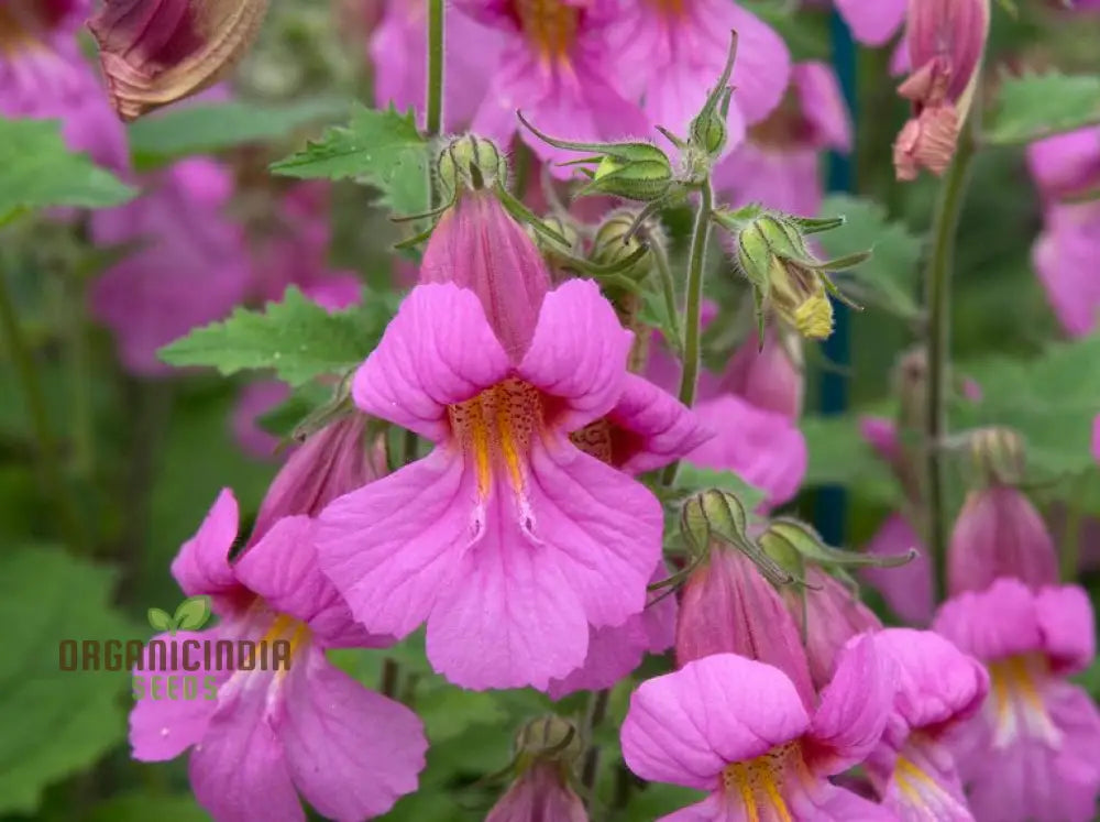 Rehmannia Elata Flower Seeds For Planting Cultivating Elegant And Hardy Blooms For Your Garden