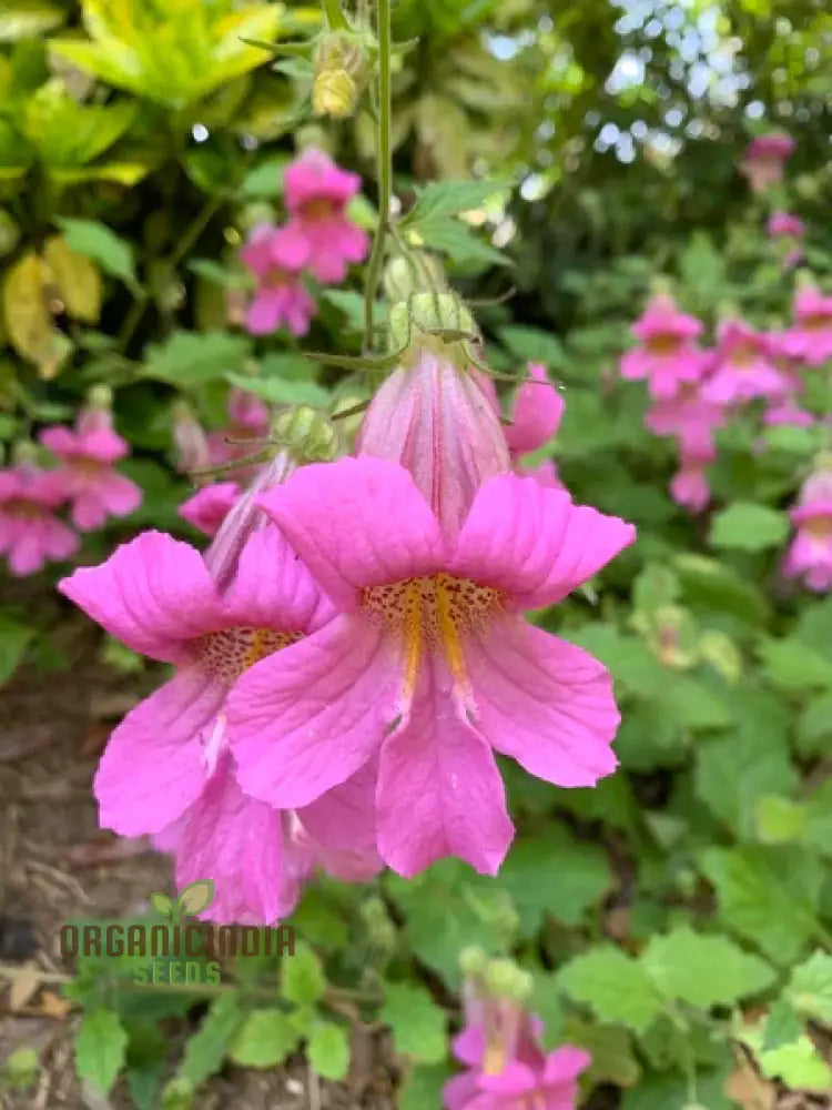 Rehmannia Elata Flower Seeds For Planting Cultivating Elegant And Hardy Blooms For Your Garden