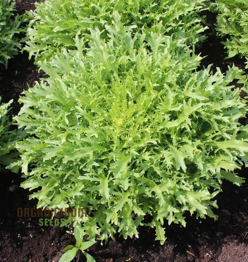 Res Fine Maraichere Endive Vegetable Seeds High-Quality Variety For Gardening Enthusiasts Garden