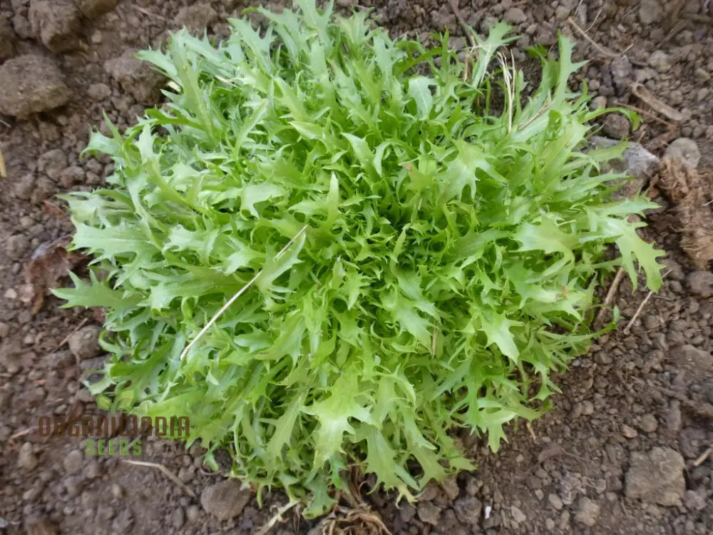 Res Fine Maraichere Endive Vegetable Seeds High-Quality Variety For Gardening Enthusiasts Garden