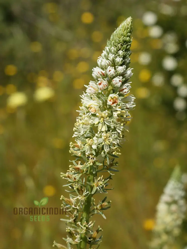 Reseda Alba Flower Seeds For Planting Growing Fragrant And Delicate White Blooms