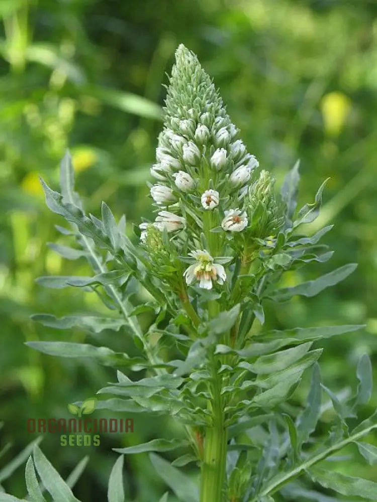 Reseda Alba Flower Seeds For Planting Growing Fragrant And Delicate White Blooms