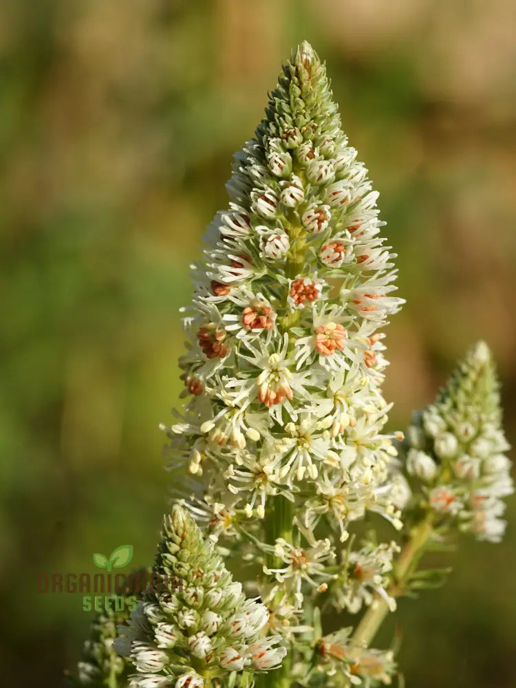 Reseda Alba Flower Seeds For Planting Growing Fragrant And Delicate White Blooms