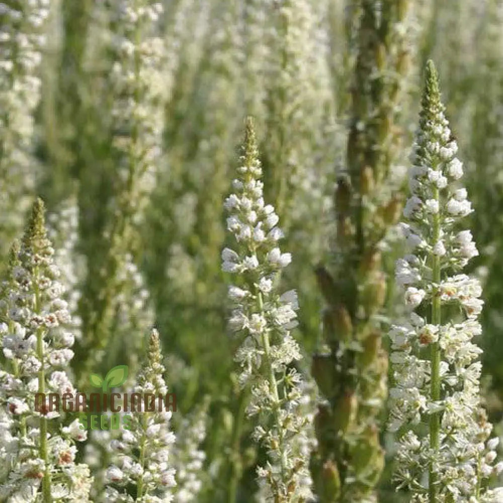 Reseda Alba Flower Seeds For Planting Growing Fragrant And Delicate White Blooms