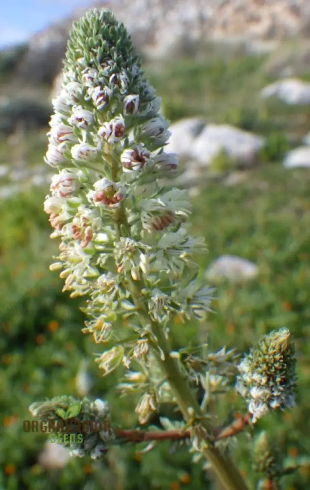 Reseda Alba Flower Seeds For Planting Growing Fragrant And Delicate White Blooms