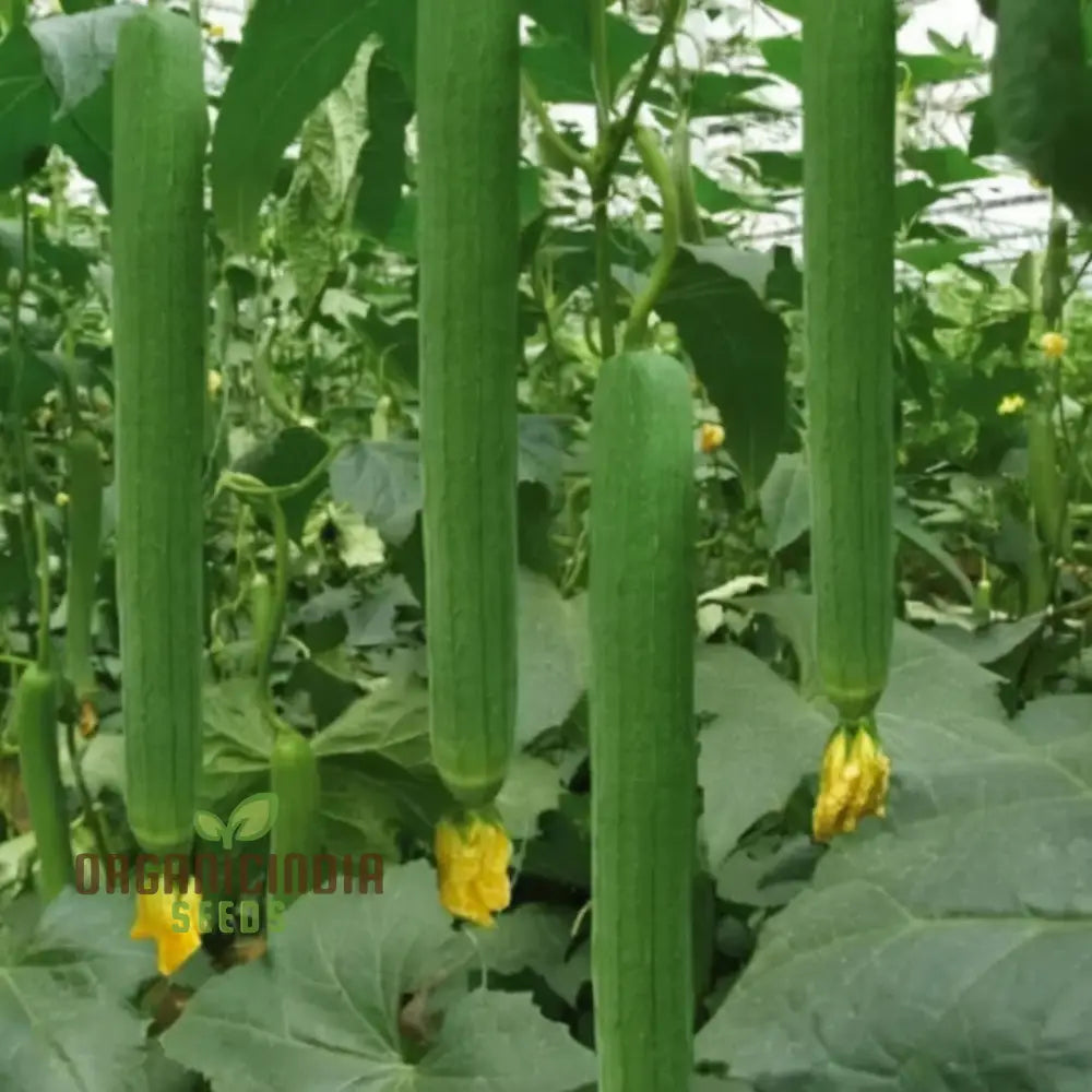 Resilient Loofah Seeds Heat And Cold Tolerant For Year-Round Growth Squash Gourds