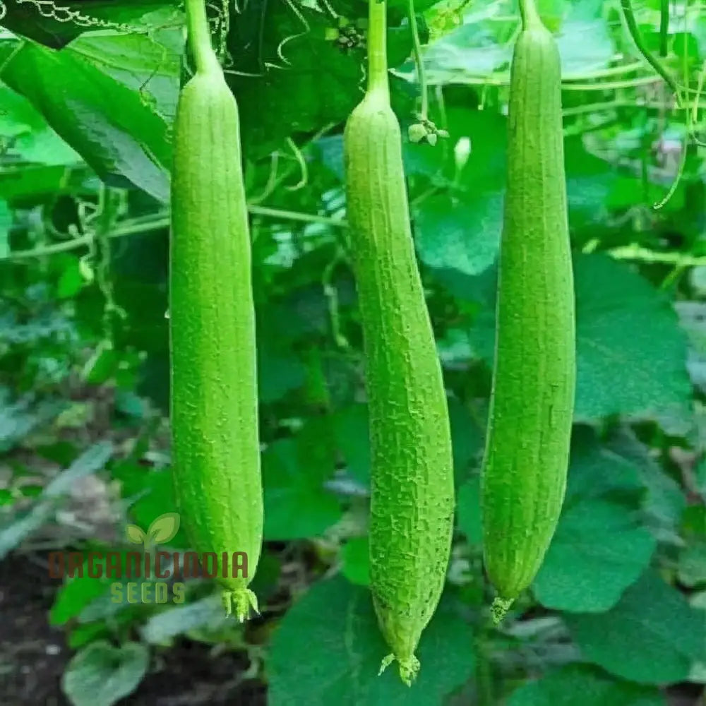 Resilient Loofah Seeds Heat And Cold Tolerant For Year-Round Growth Squash Gourds