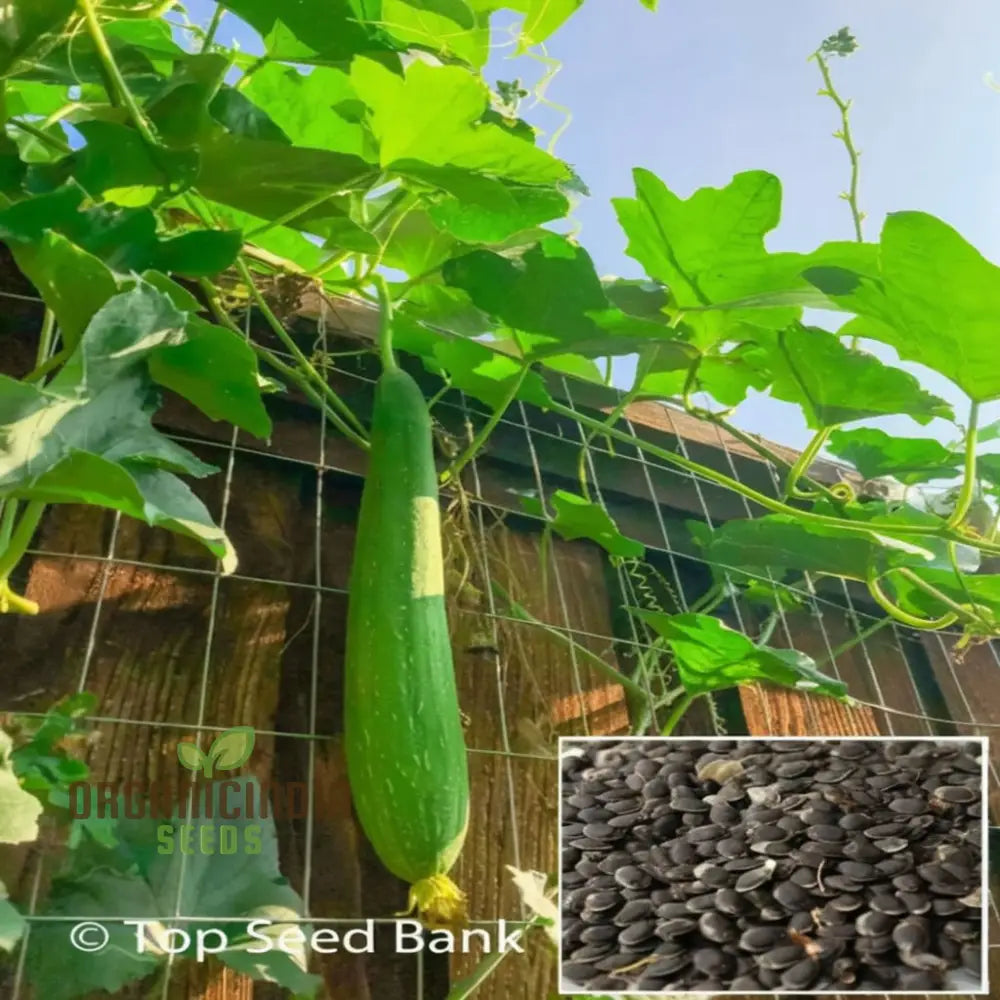 Resilient Loofah Seeds Heat And Cold Tolerant For Year-Round Growth Squash Gourds