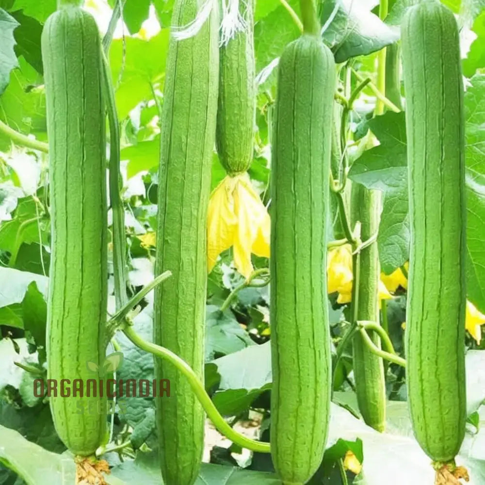 Resilient Loofah Seeds Heat And Cold Tolerant For Year-Round Growth Squash Gourds