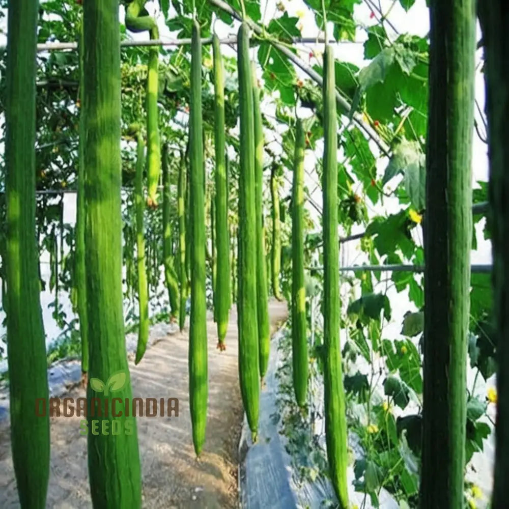 Resilient Loofah Seeds Heat And Cold Tolerant For Year-Round Growth Squash Gourds