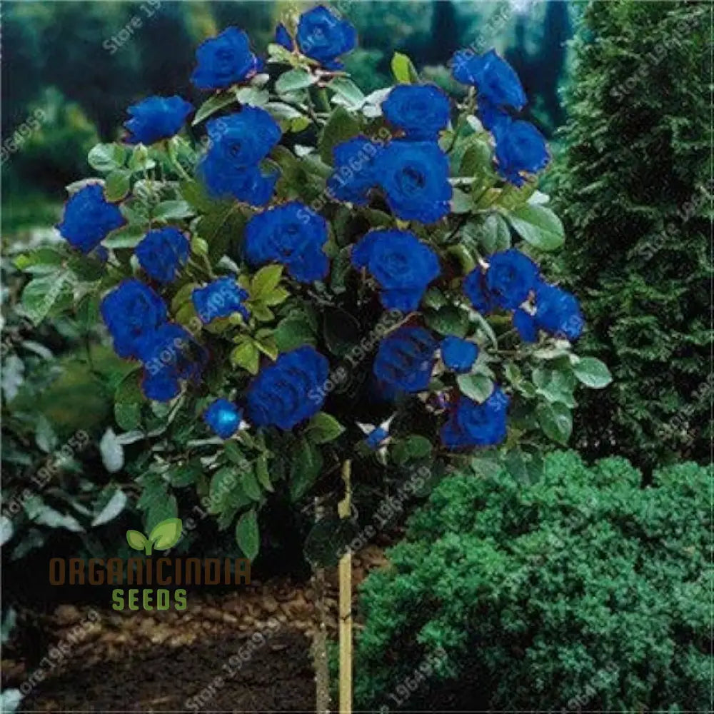 Reta Pc Rose Tree Flower Seeds Planting - 100 Pcs Seeds