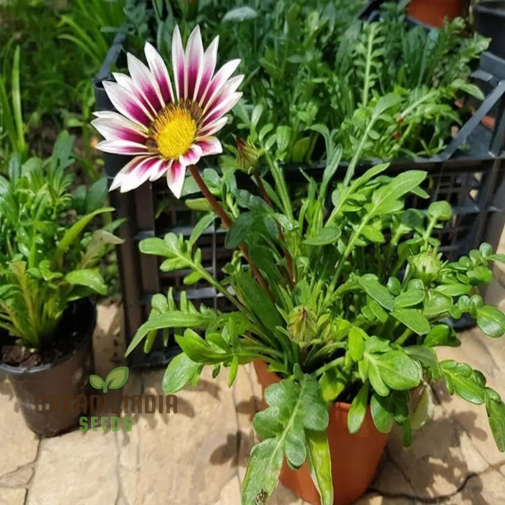 Revitalize Your Garden With Gazania â€™New Day Rose Stripeâ€™ Seeds: Embrace Fresh Blooms And