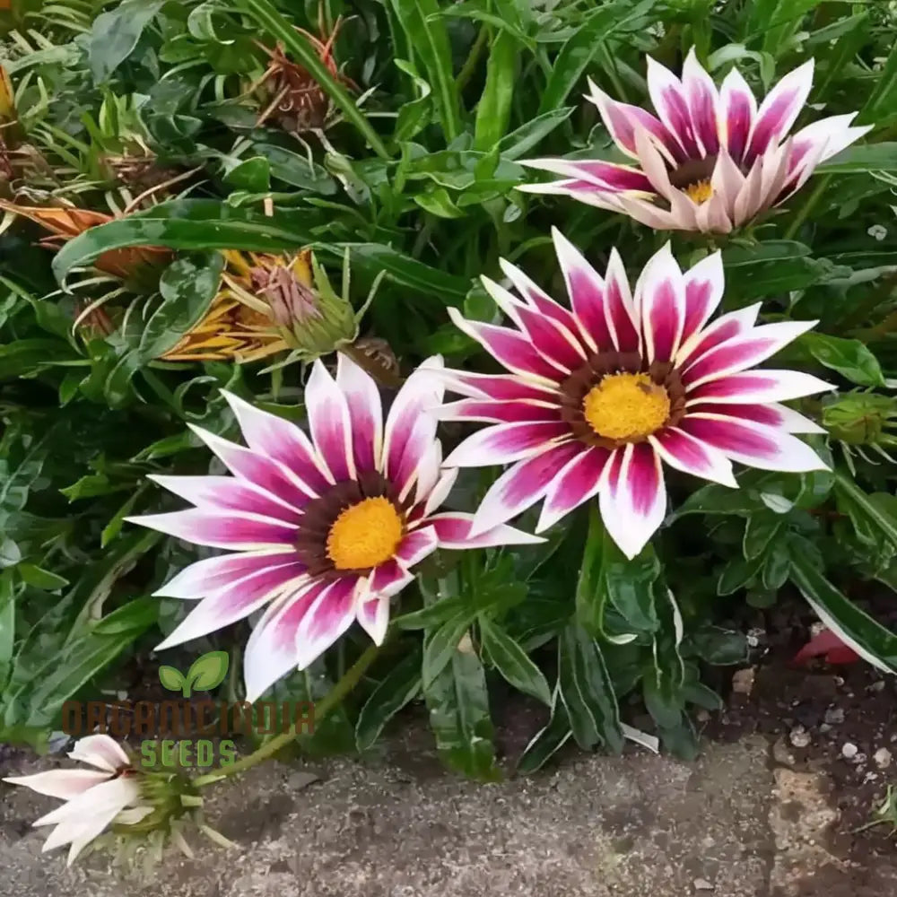 Revitalize Your Garden With Gazania â€™New Day Rose Stripeâ€™ Seeds: Embrace Fresh Blooms And