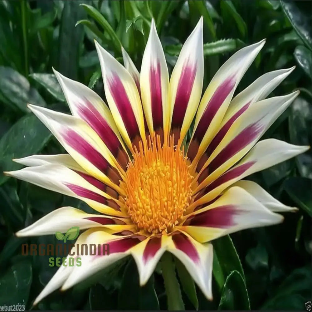 Revitalize Your Garden With Gazania â€™New Day Rose Stripeâ€™ Seeds: Embrace Fresh Blooms And