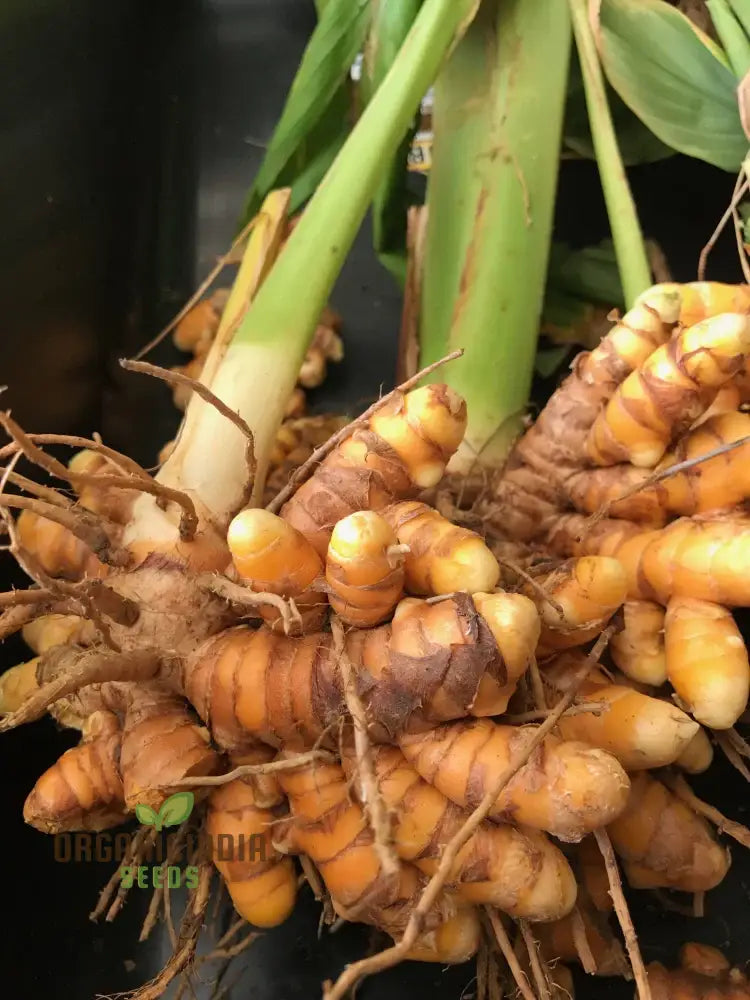 Revitalize Your Garden With New Fresh 40Pcs Turmeric Plant Seeds: Harness The Power Of Nature’s